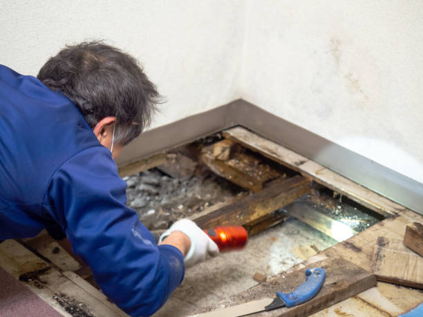 Best Mold Removal for HVAC Installations  in Timberne, LA